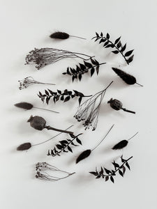 Alcea Noir for SHOWstudio Exhibition